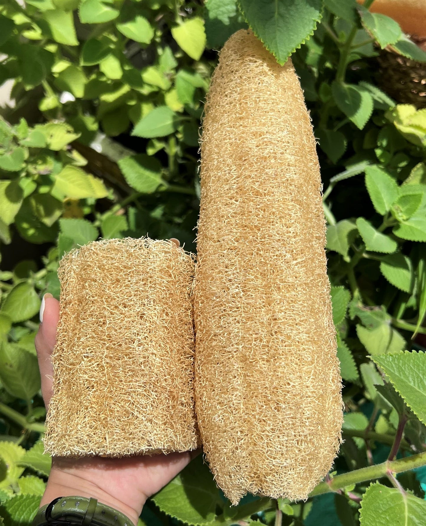 100% Natural Loofah Sponge – Plant-Based, Plastic-Free Exfoliator